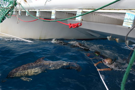 Dolphin Swim Australia - Accommodation Fremantle 1