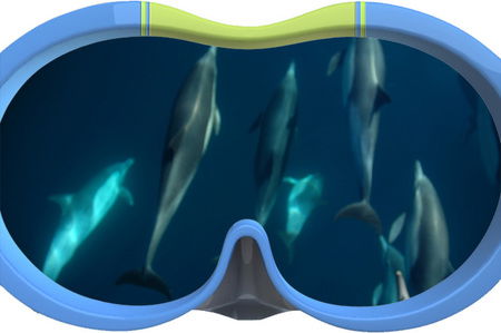 Dolphin Swim Australia - Accommodation Fremantle 3