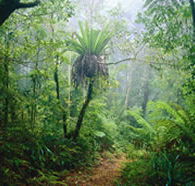 Lamington National Park and OReillys - Accommodation Fremantle