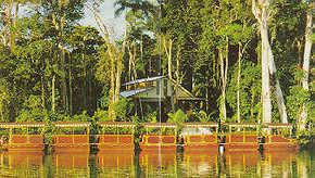 Daintree Rainforest River Trains - Accommodation Fremantle 3