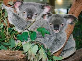 Kuranda Koala Gardens - Accommodation Fremantle 2