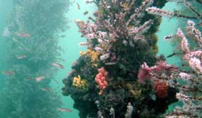 Underwater Sports Diving Centre - Accommodation Fremantle 2