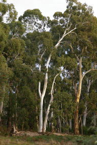 Heysen - The Cedars - Accommodation Fremantle 2