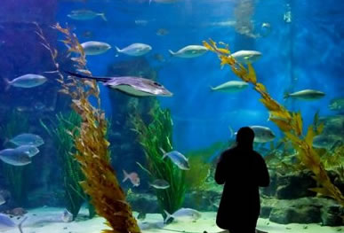 Melbourne Aquarium - Accommodation Fremantle 0