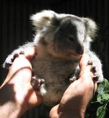 Koala Park Sanctuary - Accommodation Fremantle 1