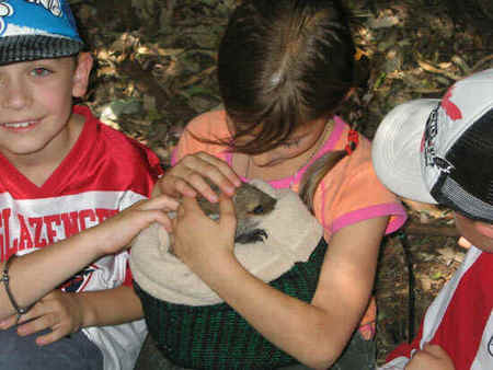 Koala Park Sanctuary - Accommodation Fremantle 3
