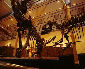 Australian Museum - Accommodation Fremantle 1