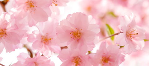 Sakura Day Spa - Accommodation Fremantle 1
