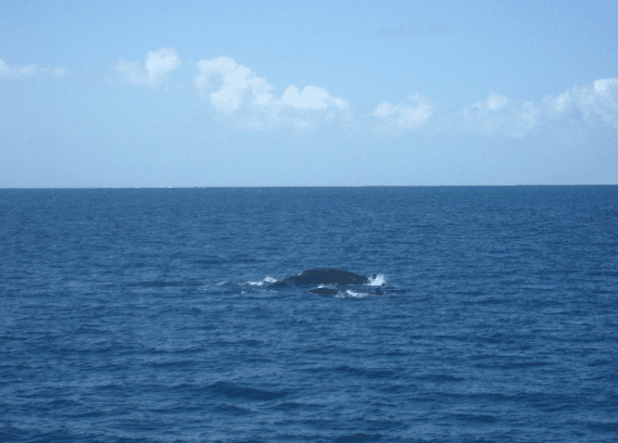 Carlo Fishing Charters - Accommodation Fremantle 1