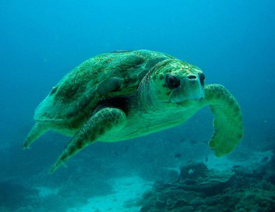 Snorkel Safari Brisbane - Accommodation Fremantle 4