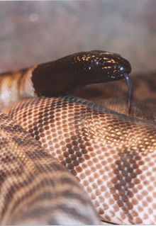 Armadale Reptile & Wildlife Centre - Accommodation Fremantle 4
