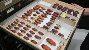 Western Australian Museum - Accommodation Fremantle 1