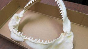 Western Australian Museum - Accommodation Fremantle 2