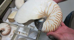 Western Australian Museum - Accommodation Fremantle 3