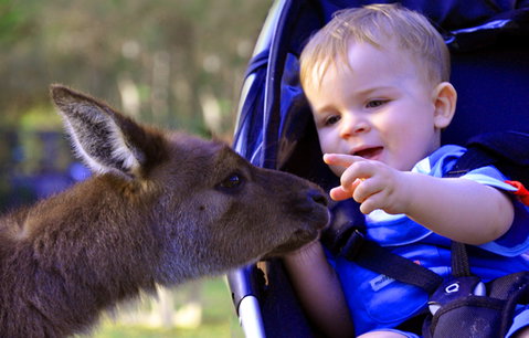 Australian Reptile Park - Accommodation Fremantle 6