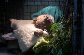 Jirrahlinga Koala & Wildlife Sanctuary - Accommodation Fremantle 3