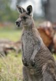 Jirrahlinga Koala & Wildlife Sanctuary - Accommodation Fremantle 4