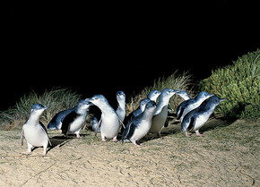Phillip Island Penguin Parade - Accommodation Fremantle 3