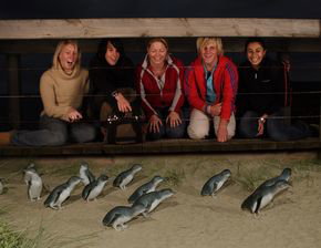 Phillip Island Penguin Parade - Accommodation Fremantle 4