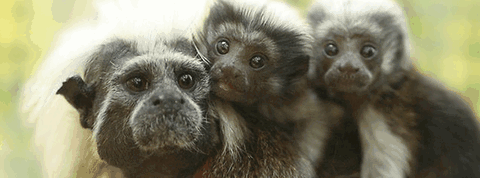 Alma Park Zoo - Accommodation Fremantle 3