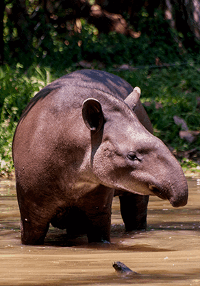 Alma Park Zoo - Accommodation Fremantle 4