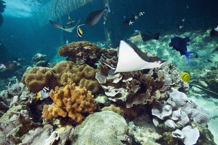 Reef HQ Great Barrier Reef Aquarium - Accommodation Fremantle 3