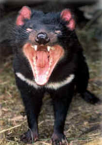 Zoo Doo Wildlife Park - Accommodation Fremantle 4