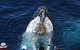 Spirit Of Gold Coast Whale Watching - thumb 1