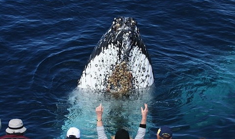Spirit Of Gold Coast Whale Watching - Accommodation Fremantle 1
