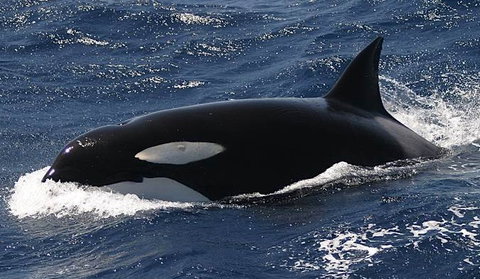 Spirit Of Gold Coast Whale Watching - Accommodation Fremantle 2