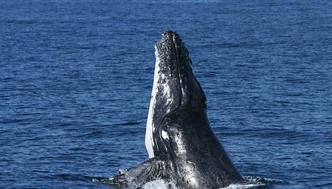 Spirit Of Gold Coast Whale Watching - Accommodation Fremantle 3
