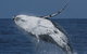 Spirit Of Gold Coast Whale Watching - thumb 4