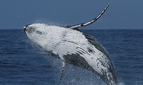 Spirit Of Gold Coast Whale Watching - Accommodation Fremantle 4