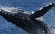 Spirit Of Gold Coast Whale Watching - thumb 5