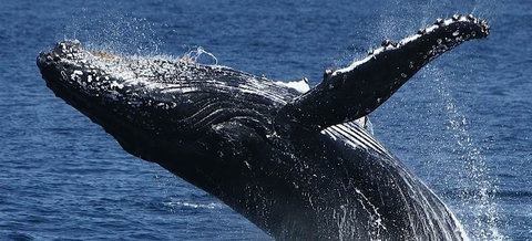 Spirit Of Gold Coast Whale Watching - Accommodation Fremantle 5