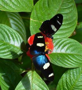 Butterfly Farm - Accommodation Fremantle 4