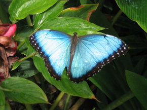 Butterfly Farm - Accommodation Fremantle 5