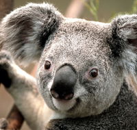 Potoroo Palace - Accommodation Fremantle