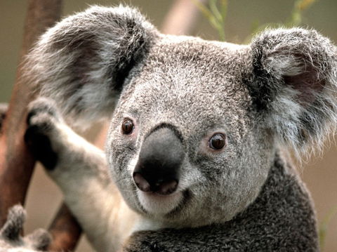 Potoroo Palace - Accommodation Fremantle 0