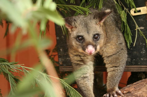 Potoroo Palace - Accommodation Fremantle 3