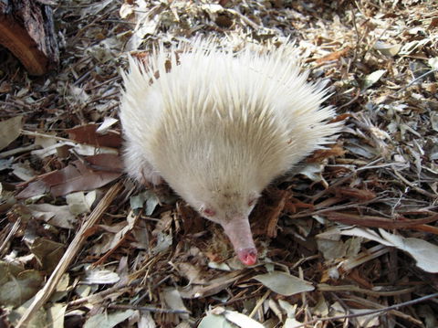 Potoroo Palace - Accommodation Fremantle 4