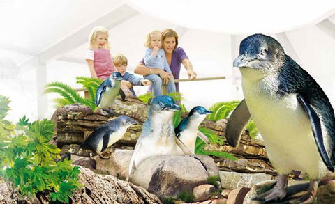 Manly SEA LIFE Sanctuary - Accommodation Fremantle 1