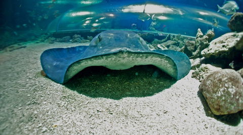 Manly SEA LIFE Sanctuary - Accommodation Fremantle 3