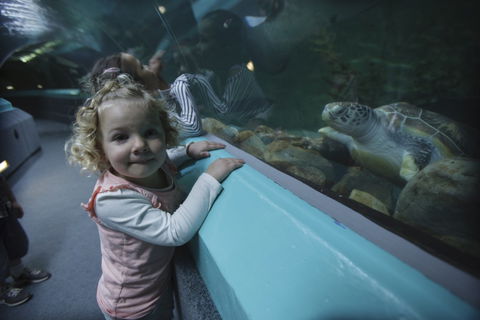 Manly SEA LIFE Sanctuary - Accommodation Fremantle 4