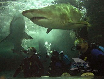 Manly SEA LIFE Sanctuary - Accommodation Fremantle 5