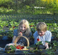 Blue Hills Berries  Cherries - Accommodation Fremantle
