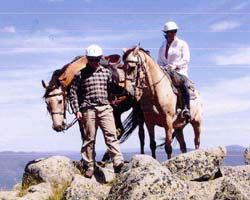 High Country Horses - Accommodation Fremantle 3