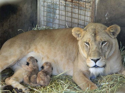 Darling Downs Zoo - Accommodation Fremantle 2