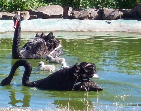 Darling Downs Zoo - Accommodation Fremantle 3