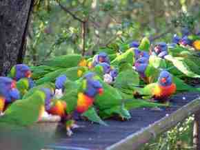 Gorge Wildlife Park - Accommodation Fremantle 4